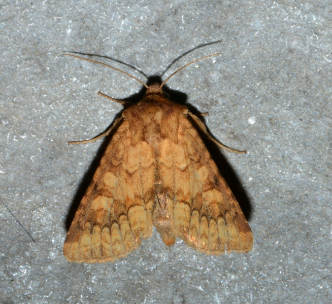 Conisania (Luteohadena) luteago, Noctuidae